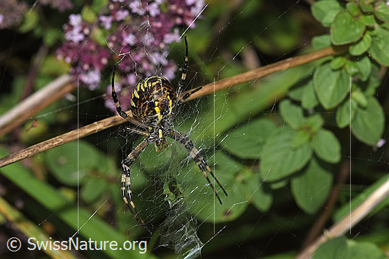 Photo: Argiope bruennichi. View from below.