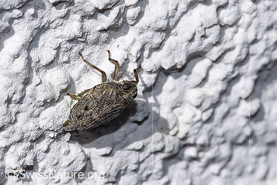 Photo: Issus coleoptratus. Body length 7mm. View from above.