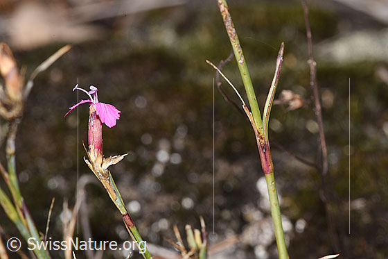 Photo: Dianthus carthusianorum. Blossom, stem and stem leaf.