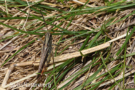 Foto: Verkannter Grashüpfer (Chorthippus mollis). Länge 17mm. Männchen. Ansicht von hinten oben.