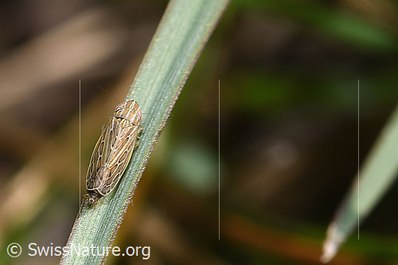 Foto: Wahrscheinlich Kandelabergraszirpe (Arocephalus longiceps). Länge 3.4 - 4.2mm. Ansicht von oben.