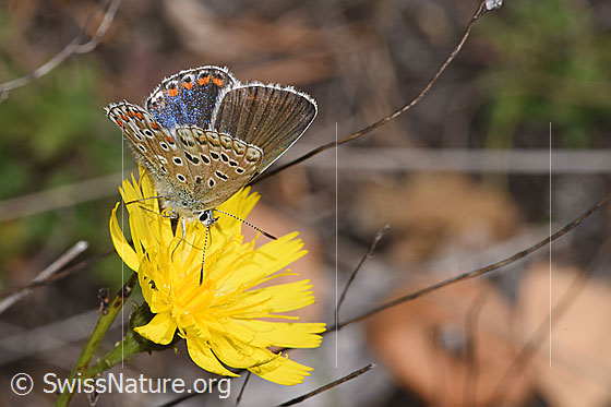 Foto: Wahrscheinlich Hauhechelbläuling (Polyommatus icarus) auf Doldigem Habichtskraut (Hieracium umbellatum). Weibchen. Flügel geöffnet. Ansicht von seitlich oben.