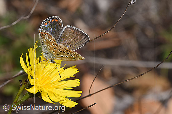 Foto: Wahrscheinlich Hauhechelbläuling (Polyommatus icarus) auf Doldigem Habichtskraut (Hieracium umbellatum). Weibchen. Flügel halb geöffnet. Ansicht von seitlich oben.
