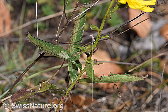 Foto: Wahrscheinlich Doldiges Habichtskraut (Hieracium umbellatum). Stängel und Stängelblätter.