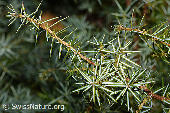 Photo: Juniperus communis. Twigs and needles.