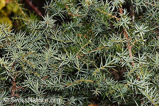 Gemeiner Wacholder (Juniperus communis)