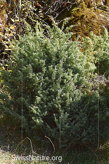 Photo: Juniperus communis. Whole plant (habiti).