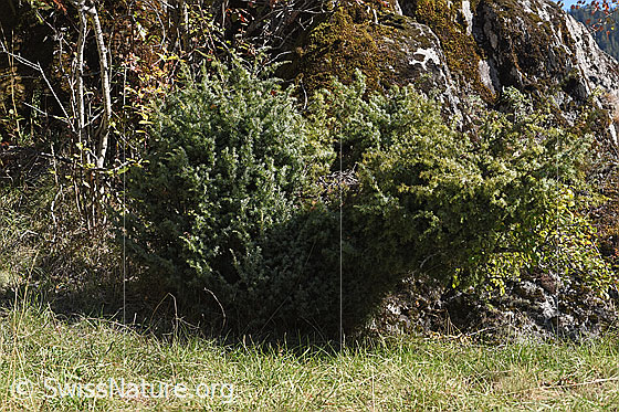 Photo: Juniperus communis. Whole plant (habiti).