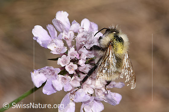 Foto: Bunte Hummel (Bombus sylvarum). Länge 10 - 18mm. Wird auch Bunthummel oder Waldhummel genannt. Ansicht von schräg oben.