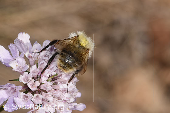 Foto: Bunte Hummel (Bombus sylvarum). Länge 10 - 18mm. Wird auch Bunthummel oder Waldhummel genannt. Ansicht von hinten.