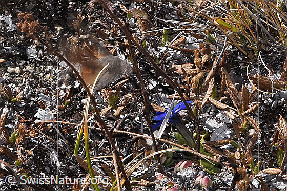 Foto: Taubenschwänzchen (Macroglossum stellatarum) schwebt vor einem Schleichers Enzian (Gentiana schleicheri) und saugt Nektar. 