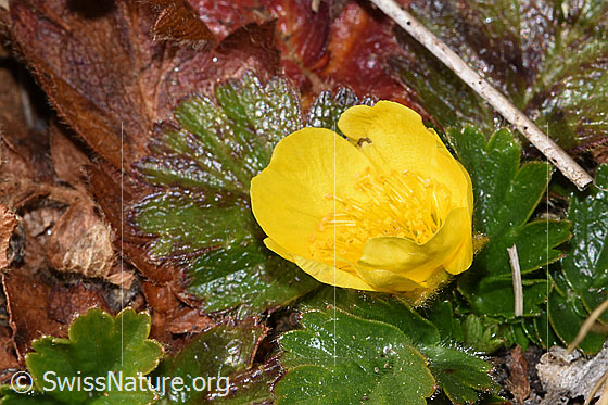 Photo: Geum montanum. Blossom.