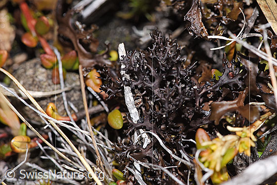 Stachel-Hornflechte (Cetraria aculeata)