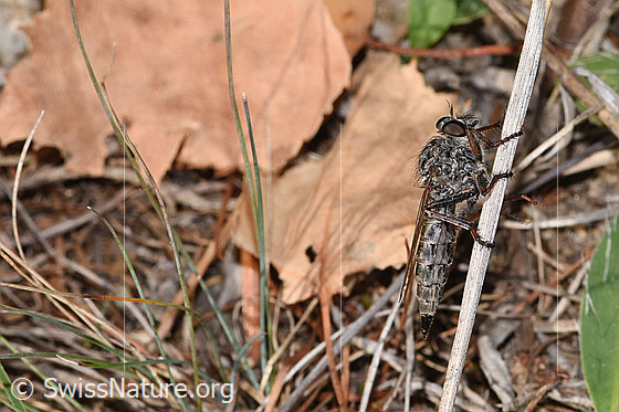Kleine Raubfliege (Tolmerus pyragra)