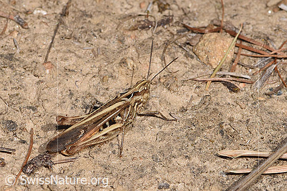 Foto: Wahrscheinlich Brauner Grashüpfer (Chorthippus brunneus). Länge 17 - 25mm. Weibchen. Ansicht von seitlich oben.