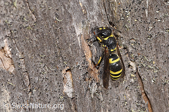 Foto: Wahrscheinlich Schwarzfühler-Hakenwespe (Ancistrocerus nigricornis). Länge 12mm. Weibchen. Ansicht von oben.
