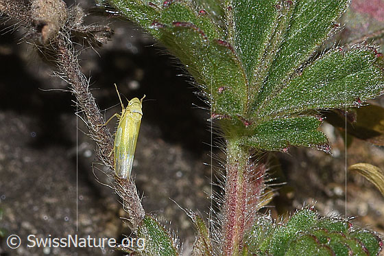 Photo: Probably Emelyanoviana mollicula. View from the side above.