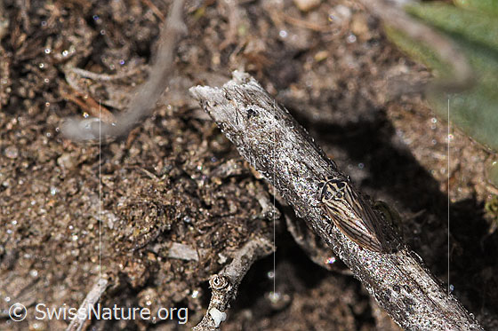 Foto: Wahrscheinlich Wiesen-Dickkopfzikade (Anaceratagallia ribauti). 2.7 - 3.3mm. Ansicht von oben.