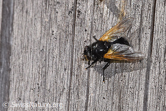 Foto: Rinderfliege (Mesembrina meridiana). Länge 9 - 13mm. Weibchen. Ansicht von schräg oben.