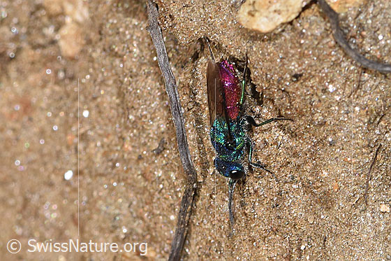 Foto: Wahrscheinlich Chrysis rutiliventris (Goldwespe aus der Chrysis Ignita-Gruppe). Länge 5 - 8mm. Ansicht von schräg oben.