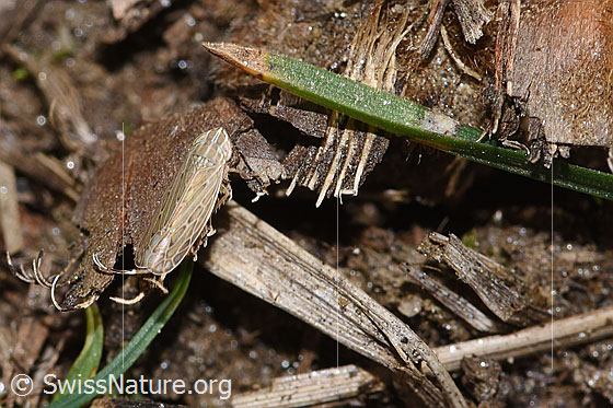 Foto: Wahrscheinlich Kandelabergraszirpe (Arocephalus longiceps). Länge 3.4 - 4.2mm. Ansicht von oben.