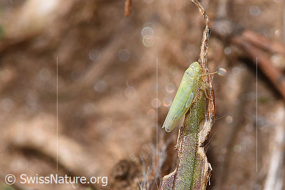 Foto: Wahrscheinlich Schwefelblattzikade (Emelyanoviana mollicula). Ansicht von seitlich oben.