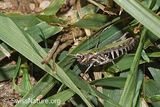 Photo: Probably Chorthippus mollis. Length 17mm. Female. View from the side.