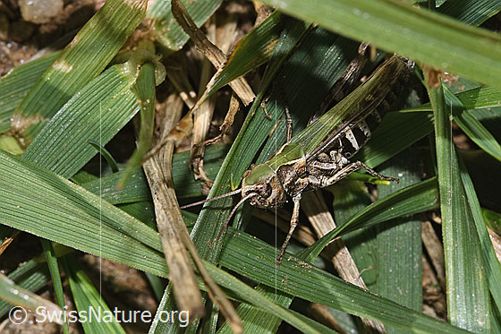 Photo: Probably Chorthippus mollis. Length 17mm. Female. View from the side above.