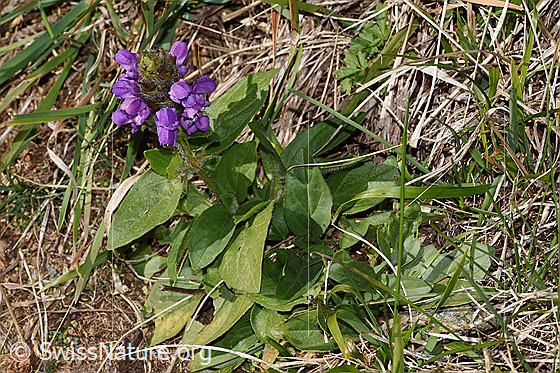 Foto: Grossblütige Brunelle (Prunella grandiflora). Ganze Pflanze (Habitus). Höhe: 10cm.