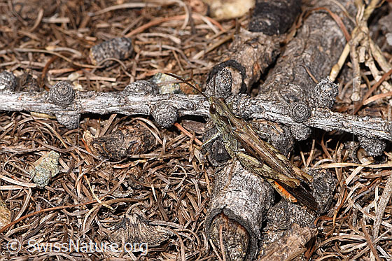 Foto: Wahrscheinlich Brauner Grashüpfer (Chorthippus brunneus). Länge 13 - 18mm. Männchen. Ansicht von schräg oben.