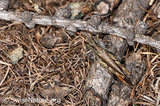 Photo: Probably Chorthippus brunneus. Length 13 - 18mm. Male. View from above.
