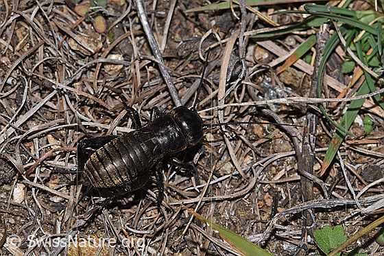 Foto: Feldgrille (Gryllus campestris). Vorletztes Nymphenstadium. Ansicht von oben.
