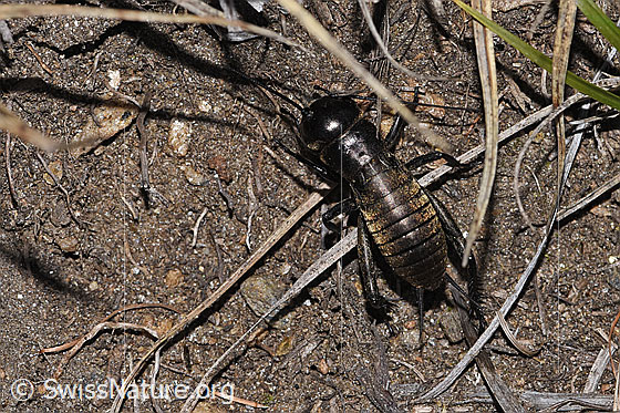 Photo: Gryllus campestris. Penultimate nymph stage. View from above.