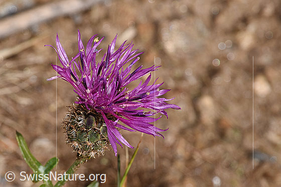 Foto: Alpen-Flockenblume (Centaurea scabiosa ssp. alpestris). Blüte.