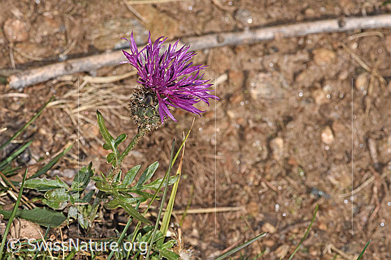 Photo: Centaurea scabiosa ssp. alpestris. Whole plant (habiti).