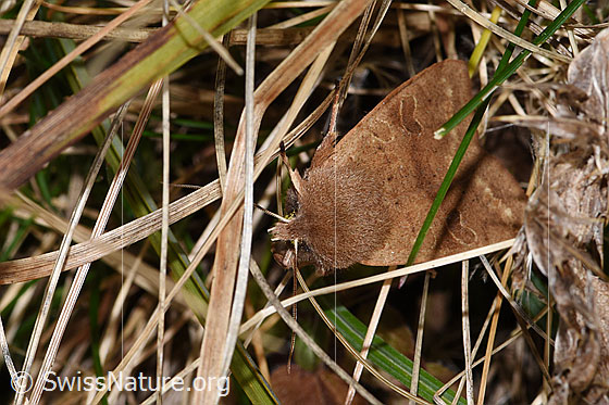 Rundflügel-Kätzcheneule (Orthosia cerasi) Rundflügel-Kätzcheneule (Orthosia cerasi)