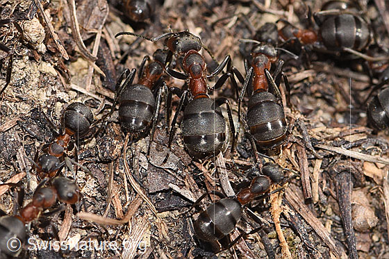 Photo: Formica rufa. Length 8mm. View from above. The ants are working on the nest.