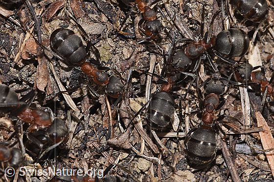 Photo: Formica rufa. Length 8mm. View from above. The ants are working on the nest.