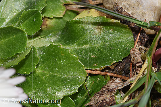 Photo: Bellis perennis. Leaves. Leaf top.