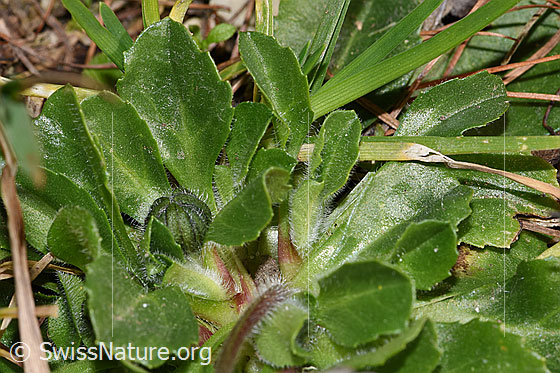 Photo: Bellis perennis. Bud and leaves.