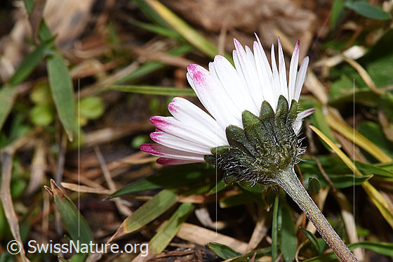 Photo: Bellis perennis. Blossom, calyx and stem. View from the side.