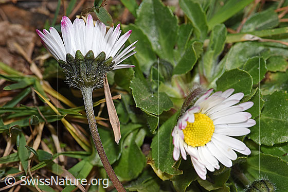 Photo: Bellis perennis. Whole plant (habit). Height = 3.5Cm.