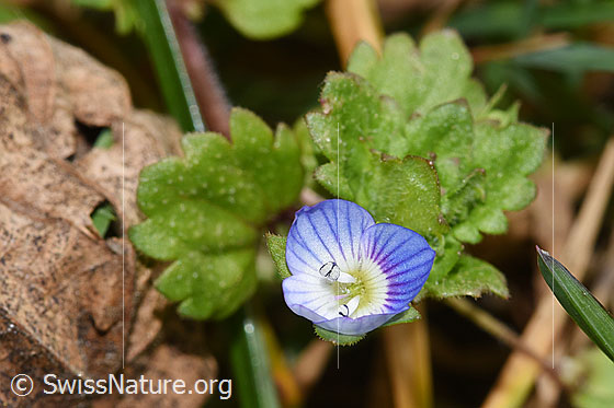 Photo: Veronica persica. Blossom and leaves.