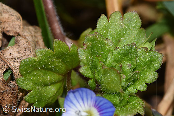 Photo: Veronica persica. Leaves.