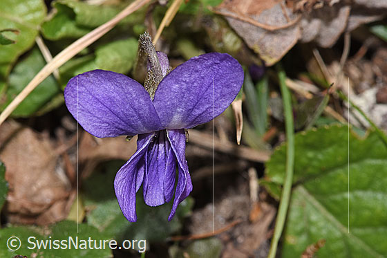 Photo: Viola riviniana. Blossom. View from the front.