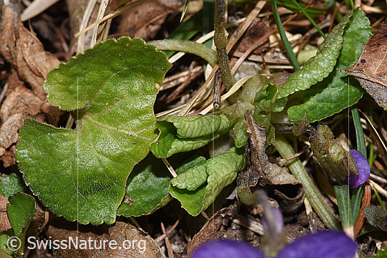 Photo: Viola riviniana. Leaves.
