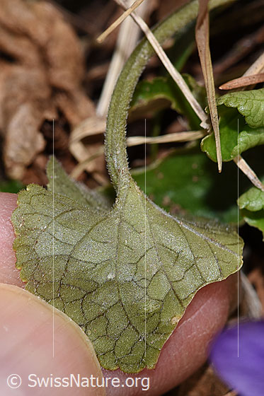 Photo: Viola riviniana. Leaf underside.