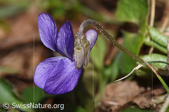 Photo: Viola riviniana. Blossom. Plant height = 5 cm. View from the side.