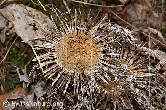 Photo: Carlina acaulis ssp. Caulescens. Blossom.