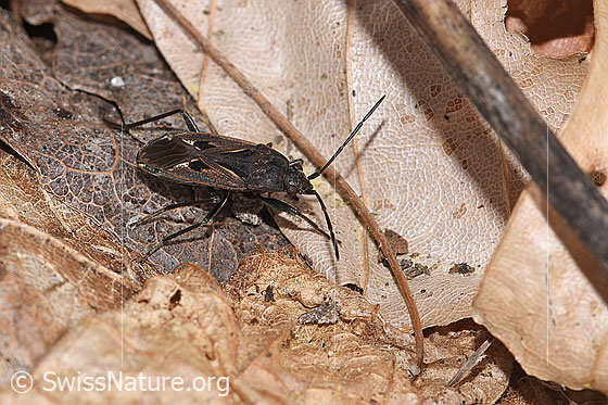 Photo: Rhyparochromus pini. Length 6.8 - 8.1mm. View from diagonally above.